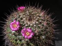 Thumbnail of 1049_Mammillaria melanocentra_20150420_02(1).JPG